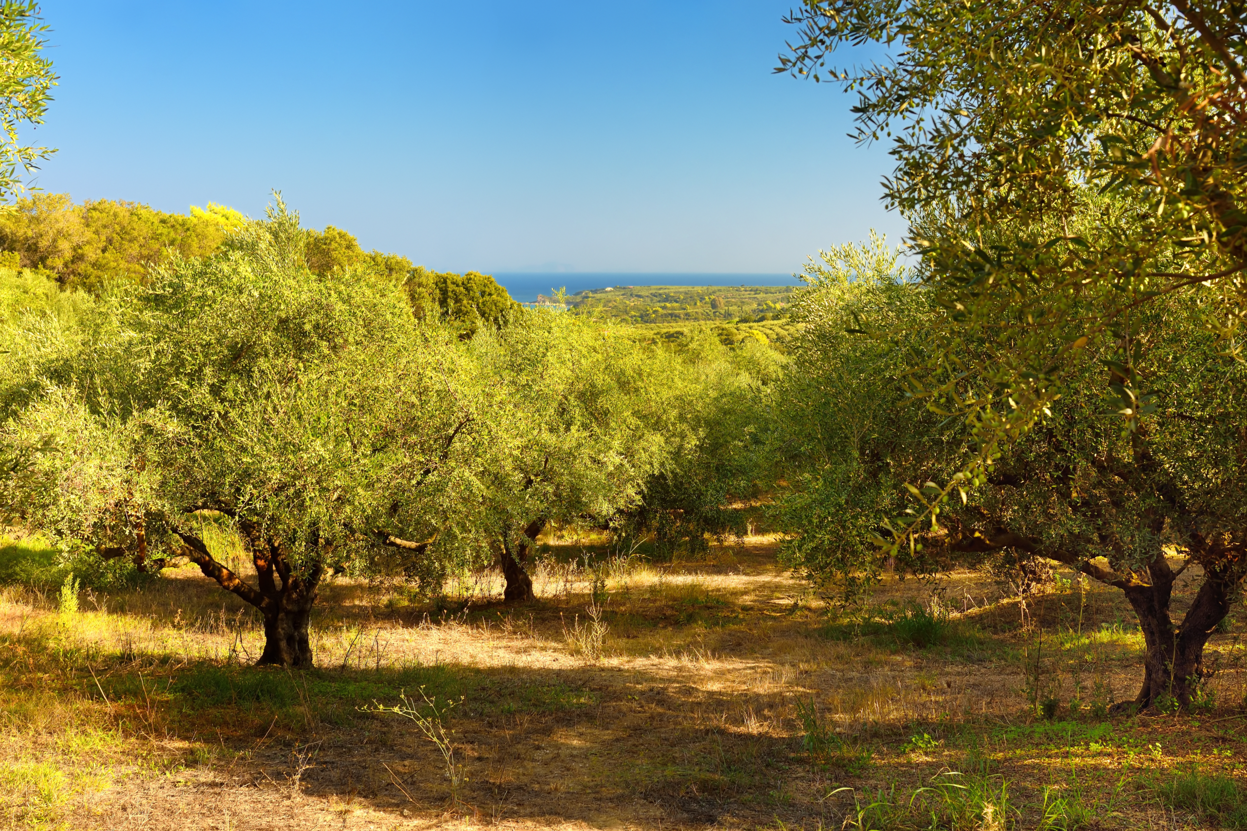Ulivi in un campo con vista sul mare.